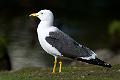 Sildemåke - Lesser Black-backed Gull (Larus fuscus)ad
